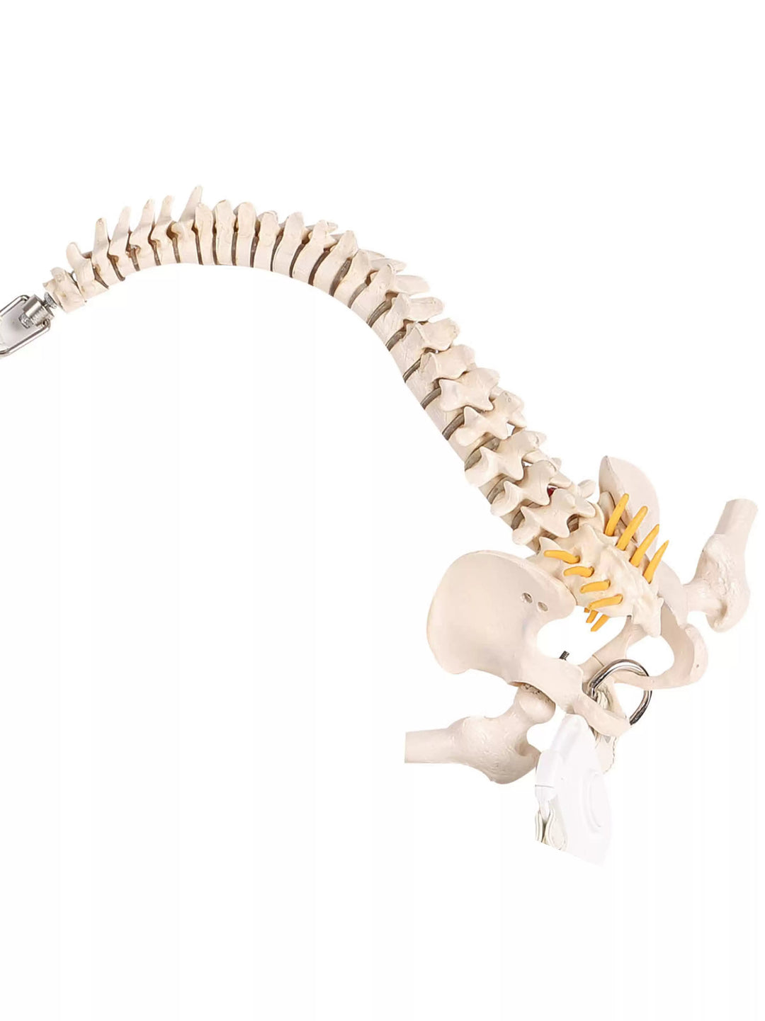 EMBRYO SPINE FRAME bone-handle leather bag — rear or construction presentation